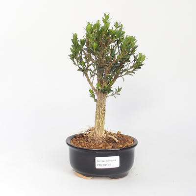 Zimmer-Bonsai - Buxus harlandii - Korkbuxus - 1