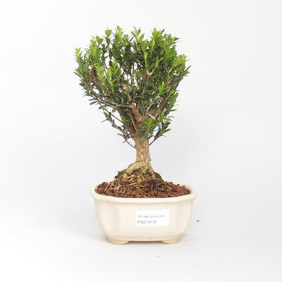 Zimmer-Bonsai - Buxus harlandii - Korkbuxus - 1