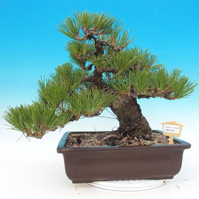 Bonsai im Freien - Pinus thunbergii - Thunberg-Kiefer - 1