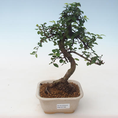 Indoor Bonsai - Ulmus parvifolia - Kleine Blattulme PB2191756 - 1