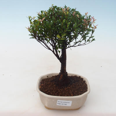 Indoor Bonsai - Syzygium - Pimentovník PB2191765 - 1