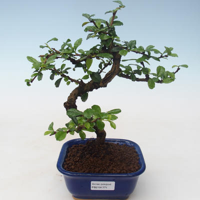 Innenbonsai - Carmona macrophylla - Tee fuki PB2191771 - 1