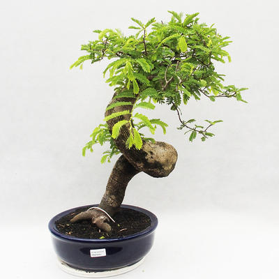 Indoor Bonsai -Phyllanthus Niruri- Smuteň - 1