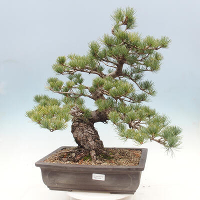 Bonsai im Freien - Pinus parviflora - kleinblütige Kiefer - 1