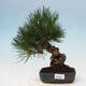 Bonsai im Freien - Pinus thunbergii - Thunbergia-Kiefer - 1/5