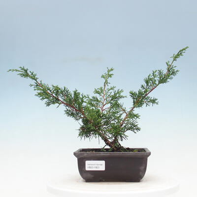 Outdoor-Bonsai - Juniperus chinensis Itoigawa-Chinesischer Wacholder - 1