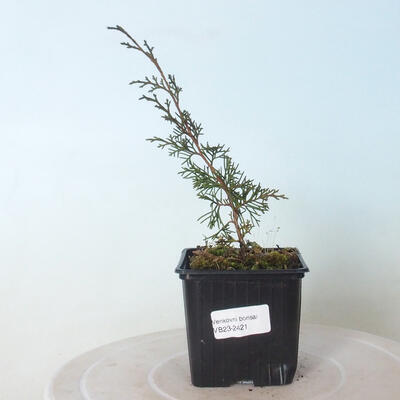 Outdoor-Bonsai - Juniperus chinensis Itoigawa-Chinesischer Wacholder