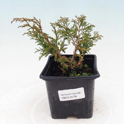 Outdoor-Bonsai - Juniperus chinensis Itoigawa-Chinesischer Wacholder