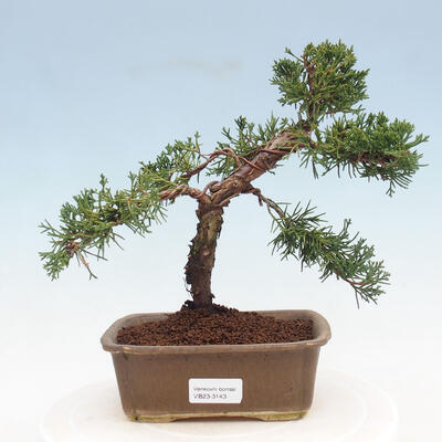 Outdoor-Bonsai - Juniperus chinensis - chinesischer Wacholder