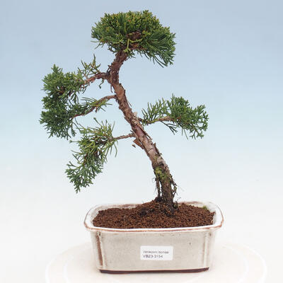 Outdoor-Bonsai - Juniperus chinensis - chinesischer Wacholder
