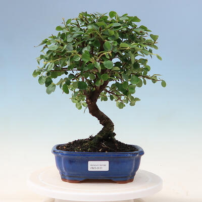 Bonsai im Freien - Cotoneaster horizontalis - Felsenbaum - 1