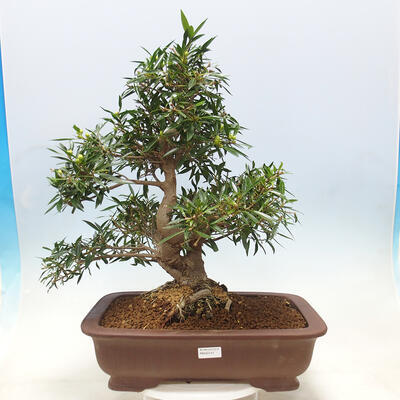 Zimmerbonsai - Ficus nerifolia - kleinblättriger Ficus - 1