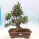 Zimmerbonsai - Ficus nerifolia - kleinblättriger Ficus - 1/4