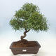 Zimmerbonsai - Ficus nerifolia - kleinblättriger Ficus - 1/4