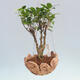 Kokedama in Keramik - kleinblättriger Ficus - Ficus kimmen - 1/2