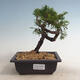 Outdoor-Bonsai - Juniperus chinensis Itoigawa-Chinesischer Wacholder - 1/2