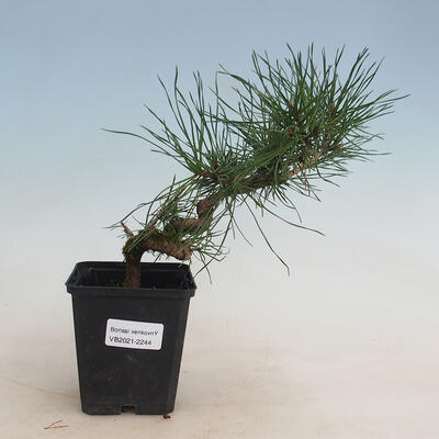 Outdoor-Bonsai - Pinus sylvestris - Waldkiefer