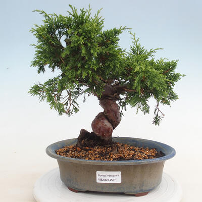 Outdoor-Bonsai - Juniperus chinensis Itoigawa - Chinesischer Wacholder - 1