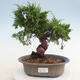 Outdoor-Bonsai - Juniperus chinensis Itoigawa - Chinesischer Wacholder - 1/4