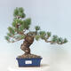 Bonsai im Freien - Pinus parviflora - kleinblütige Kiefer - 1/4
