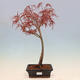 Bonsai im Freien - Acer palmatum Shishigashira - 1/5