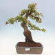 Bonsai im Freien - Pinus parviflora - White Pine - 1/4