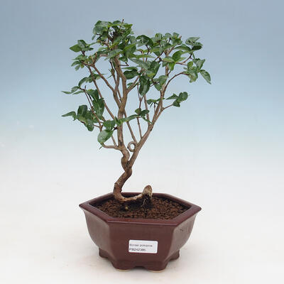 Indoor Bonsai - Australische Kirsche - Eugenia uniflora