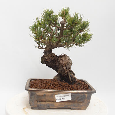 Bonsai im Freien - Pinus parviflora - White Pine - 1