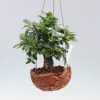 Kokedama in Keramik - Tea-fuki - Carmona macrophylla - 1