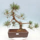 Bonsai im Freien - Pinus sylvestris Watereri - Waldkiefer - 1/4