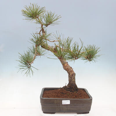 Bonsai im Freien - Pinus sylvestris Watereri - Waldkiefer - 1