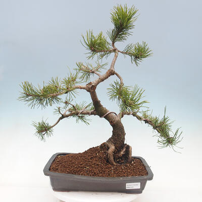 Bonsai im Freien - Pinus mugo - Kniende Kiefer - 1