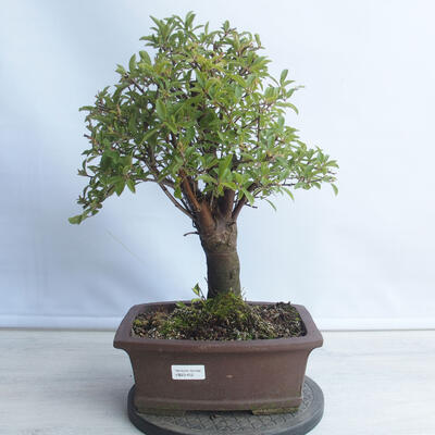 Bonsai im Freien - Mahalebka - Prunus mahaleb - 1