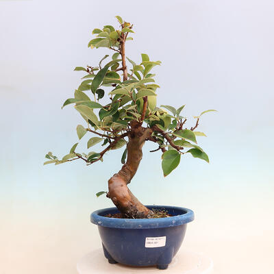 Outdoor bonsai - Pseudocydonia sinensis - Chinese quince - 1