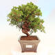 Outdoor bonsai - Juniperus chinensis Itoigawa - Chinese juniper - 1/5