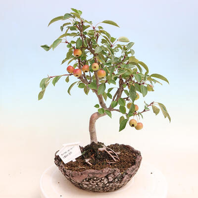 Outdoor-Bonsai -Malus Halliana - fruited Apfel - 1