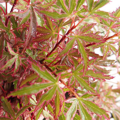 Bonsai im Freien - Acer palmatum Schmetterling - 1