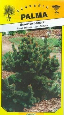 Bristlecone Kiefer - Pinus aristata