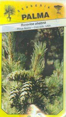 Flexible Pine - Biegsame Kiefer