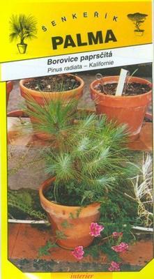 Paprsčitá Kiefer - Pinus radiata