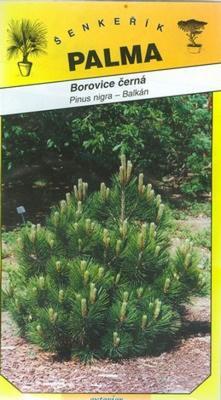 Schwarz-Kiefer - Pinus nigra
