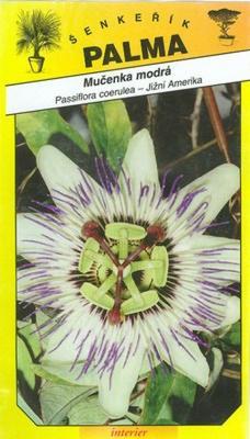 Leidenschaft Coelinblau -Passiflora