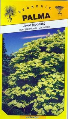 Fächerahorn - Acer japonicum