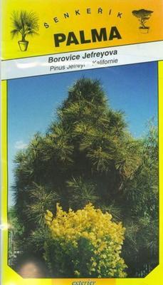 Jefreyova Kiefer - Pinus Jefreyi