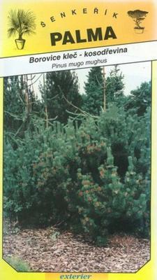 Kleč- Peeling Kiefer - Pinus mugo mugnus
