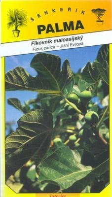 Anatolian Feigenbaum - Ficus carica