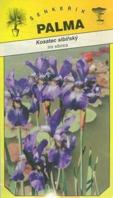 Iris Iris sibirica sibiřský-