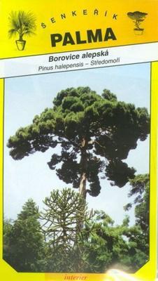 Alepská Kiefer - Pinus halepensis