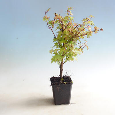 Outdoor bonsai-Acer palmatum Koto Maru - 1