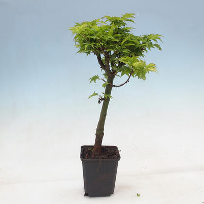 Ahorn - Acer palmatum Shishigashira 1 Stück - 1